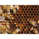Pierzga pszczela dla sportowców (BeeBread)
