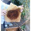 Pierzga pszczela dla sportowców (BeeBread) 500g